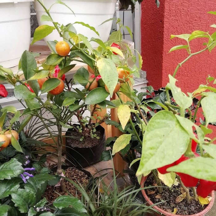 Bukan Pakaian, Butik Unik Ini Hanya Jual Buah Eksotik yang Langka di Kolombia Bukan Pakaian, Butik Unik Ini Hanya Jual Buah Eksotik yang Langka di Kolombia
