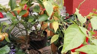 Uniknya kafe ini menawarkan pengalaman baru dalam mencoba buah, untuk para penggemar buah yang datang ke sana. Tentunya dengan buah-buah eksotik yang menarik untuk dicoba. Foto: Instagram uba.co