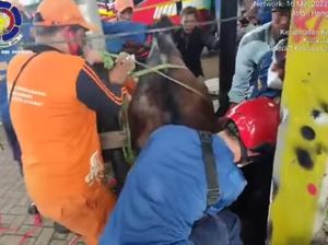 Damkar Selamatkan Kuda Terperosok Selokan di Jalan Antasari Jaksel