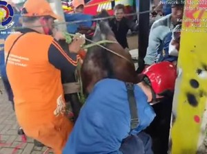 Damkar Selamatkan Kuda Terperosok Selokan di Jalan Antasari Jaksel