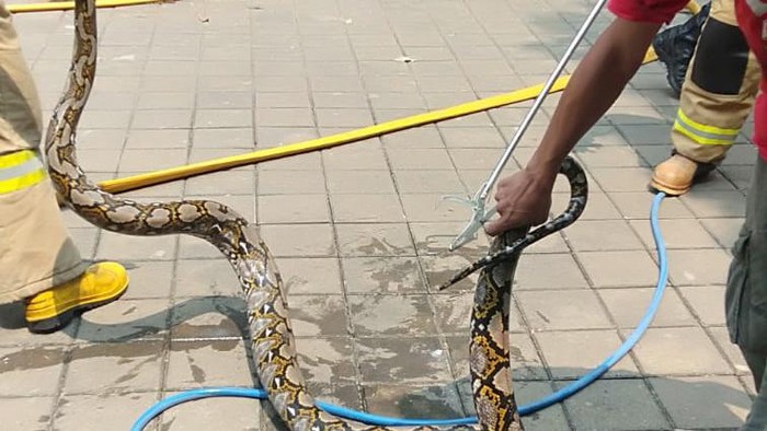 Damkar Evakuasi Ular Sanca 3 Meter di Cipayung Jaktim (dok.ist)