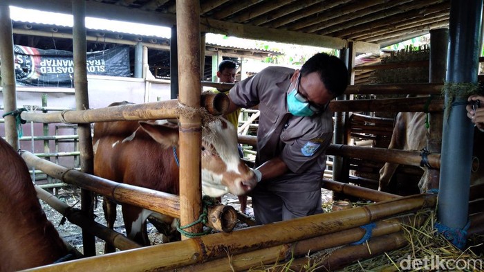 Dokter hewan dari Dispertan Purbalingga memeriksa sapi milik warga, Senin (16/5/2022).