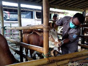 Curhat Pedagang Hewan di Jateng Gegara Dampak Wabah PMK