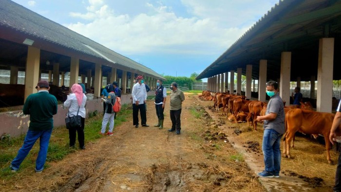 Puluhan Sapi di Bangkalan Suspek PMK Dikarantina, 5 Ekor Disembelih