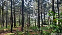 Berbeda dengan camp site pada umumnya yang menyediakan area khusus untuk mendirikan tenda, di tempat ini pengunjung dapat membangun tenda hampir di seluruh area. Selain itu, bagi pengunjung yang ingin berkemah, namun tidak memiliki tenda dan perlengkapan berkemah lainnya, Situ Dewa Dewi Cipiit juga menyediakan jasa penyewaan lengkap. 