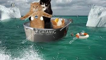 Film Catanic. Foto: Facebook.com/weirdstockeveryday/