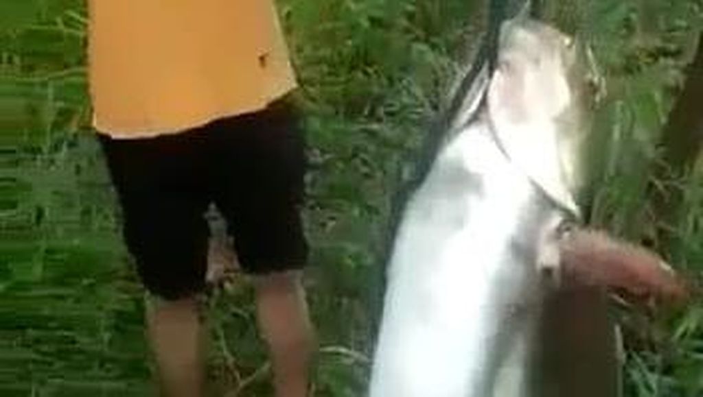 Viral Pemancing Dapat Ikan Patin Segede Kambing di Danau Lido Bogor!