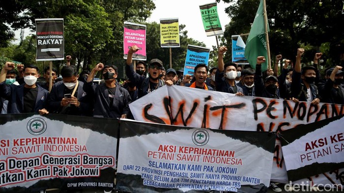 Geruduk Kantor Menko Perekonomian, Petani Ramai-ramai Bawa Buah Sawit Massa yang tergabung dalam Asosiasi Petani Kelapa Sawit Indonesia gelar aksi unjuk rasa di depan kantor Menko Perekonomian. Mereka memprotes larangan ekspor CPO