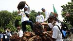 Geruduk Kantor Menko Perekonomian, Petani Ramai-ramai Bawa Buah Sawit
