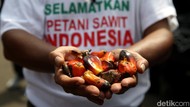 Ekspor Sawit-Minyak Goreng Dibuka Lagi, Petani: Terima Kasih Pak Jokowi!