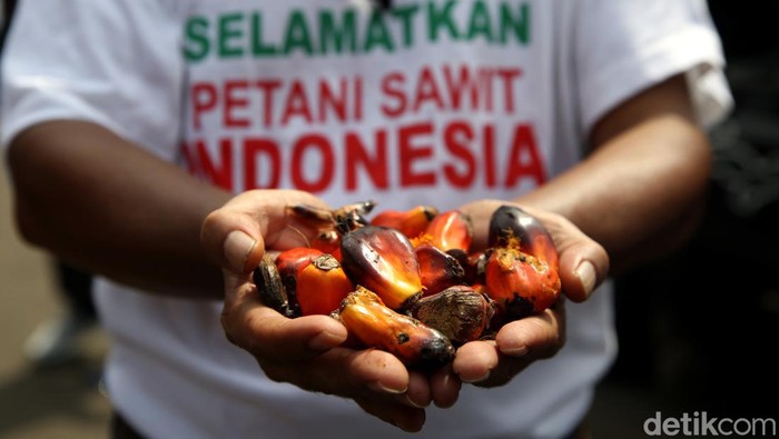 Massa yang tergabung dalam Asosiasi Petani Kelapa Sawit Indonesia gelar aksi unjuk rasa di depan kantor Menko Perekonomian. Mereka memprotes larangan ekspor CPO
