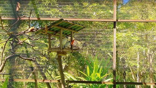 Jalak Bali dalam kandang habituasi di tempat pelepasliaran Jalak Bali di samping kantor Balai TNBB, Gilimanuk, Kecamatan Melaya, Kabupaten Jembrana, Bali, Senin (16/5/2022)