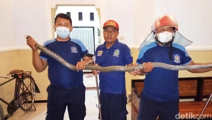 King kobra di Banyuwangi teror warga