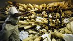 Melihat Koleksi Gading Gajah di Zimbabwe
