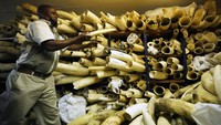 Zimbabwe mencari dukungan internasional untuk diizinkan menjual persediaan gading senilai setengah miliar dolar.