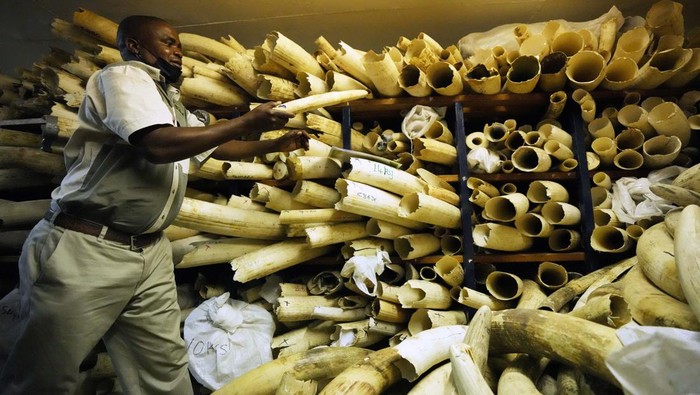 Melihat Koleksi Gading Gajah di Zimbabwe Ambassadors from European countries stand next to elephant tusks lying on the floor during a tour of ivory stockpiles in Harare, Monday, May, 17, 2022. Zimbabwe is seeking international support to be allowed to sell half a billion dollars worth of ivory stockpile, describing the growth of its elephant population as βdangerousβ amid dwindling resources for conservation. The Zimbabwe National Parks and Wildlife Management Authority on Monday took ambassadors from European Union countries through a tour of the stockpile to press for sales which are banned by CITES, the international body that monitors endangered species. (AP Photo/Tsvangirayi Mukwazhi)