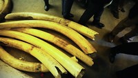 Terdapat tulisan berat pada setiap gading gajah.