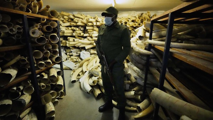 Melihat Koleksi Gading Gajah di Zimbabwe Ambassadors from European countries stand next to elephant tusks lying on the floor during a tour of ivory stockpiles in Harare, Monday, May, 17, 2022. Zimbabwe is seeking international support to be allowed to sell half a billion dollars worth of ivory stockpile, describing the growth of its elephant population as “dangerous” amid dwindling resources for conservation. The Zimbabwe National Parks and Wildlife Management Authority on Monday took ambassadors from European Union countries through a tour of the stockpile to press for sales which are banned by CITES, the international body that monitors endangered species. (AP Photo/Tsvangirayi Mukwazhi)