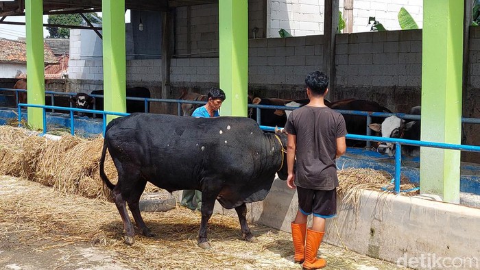 Peternak Mengecek Kondisi Kesehatan Sapi
