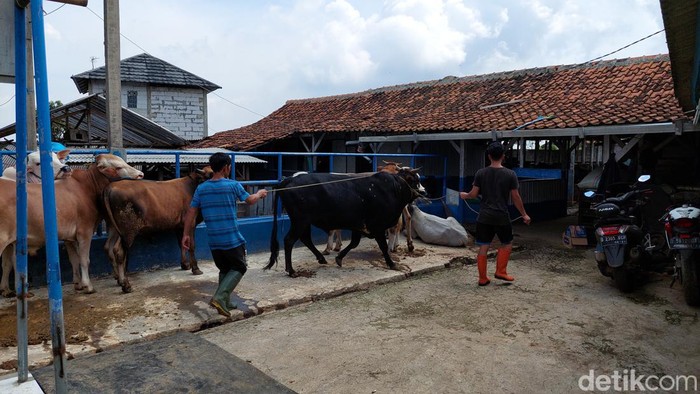Peternak Sapi di KBB Waspada Wabah PMK