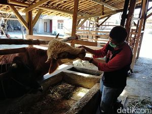Cegah Penyakit Mulut dan Kuku, Pemda Lebak Perketat Distribusi Hewan