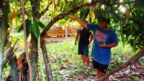 Pohon cokelat tempat korban ditemukan tewas gantung diri, Selasa (17/5/2022)