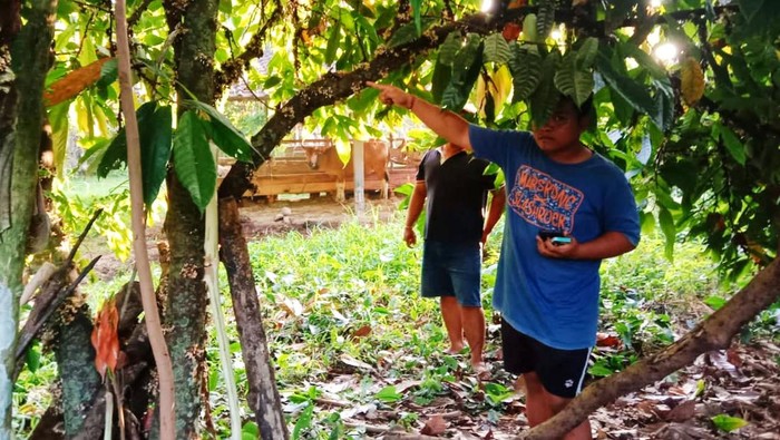Pohon cokelat tempat korban ditemukan tewas gantung diri, Selasa (17/5/2022)