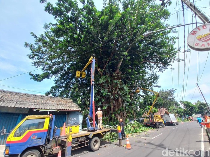 Proses penebangan pohon karet kebo raksasa di Sukabumi.