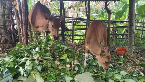 Salah satu peternakan sapi di Karangasem. Selain sapi, PMK juga bisa menyerang hewan ternak lain seperti kambing dan babi