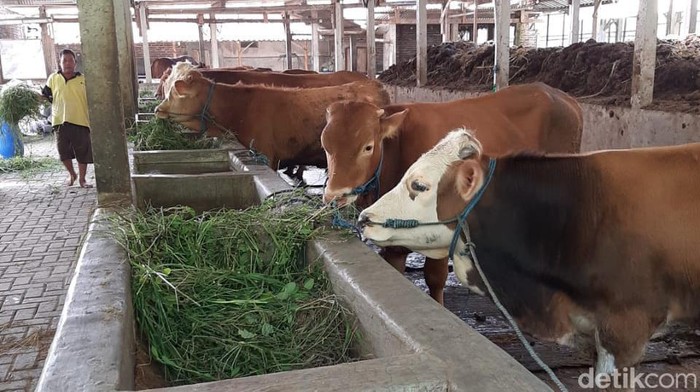 sapi pmk