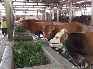 Mentan Akui Biang Kerok Penyakit Mulut dan Kuku Belum Diketahui