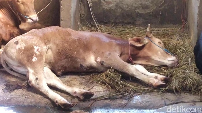 Sapi terjangkit penyakit mulut dan kuku di Banjarnegara, Selasa (17/5/2022).