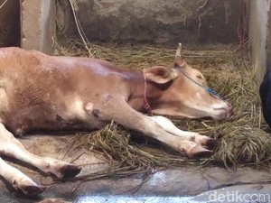 Penyakit Mulut dan Kuku Ternak Mulai Bikin Ekonomi RI Waswas