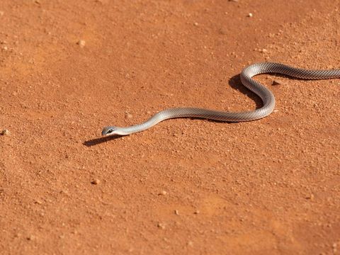 Ular berbisa Black Mamba Black mamba poisonous snake in the wild