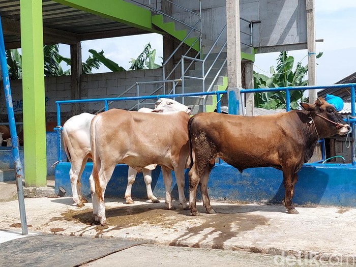 Dampak PMK, harga sapi di KBB naik jelang Idul Adha.