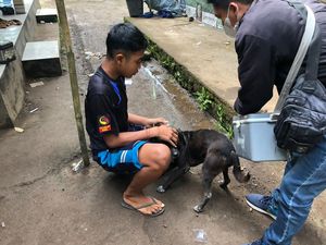 Rabies di Jembrana Mengganas, Korban Balita hingga Ketua DPRD
