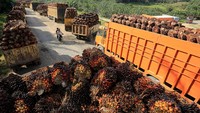 Harga jual Tandan Buah Segar (TBS) mengalami penurunan dari Rp 2.850 per kilogram menjadi Rp 1.800 sampai Rp 1.550 per kilogram.
