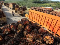 Perusahaan yang Mau Masuk Bursa CPO Harus Penuhi Syarat Ini