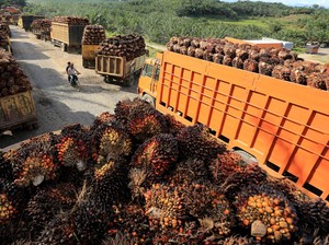 China Borong CPO RI, Nilainya Rp 40 T