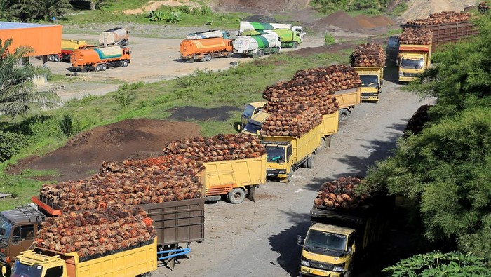 Sejumlah truk pengangkut Tanda Buah Segar (TBS) kelapa sawit mengantre untuk pembongkaran di salah satu pabrik minyak kelapa sawit milik PT.Karya Tanah Subur (KTS) Desa Padang Sikabu, Kaway XVI, Aceh Barat, Aceh, Selasa (17/5/2022). Harga jual Tanda Buah Segar (TBS) kelapa sawit tingkat petani sejak dua pekan terakhir mengalami penurunan dari Rp2.850 per kilogram menjadi Rp1.800 sampai Rp1.550 per kilogram, penurunan tersebut pascakebijakan pemeritah terkait larangan ekspor minyak mentah atau crude palm oil (CPO). ANTARA FOTO/Syifa Yulinnas/rwa.