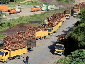 China Mau Beli 1 Juta Ton CPO RI hingga Investasi di Kaltara