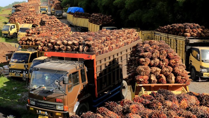 Mengejar Rezeki dari TBS Sawit Meski Harga Anjlok Parah Sejumlah truk pengangkut Tanda Buah Segar (TBS) kelapa sawit mengantre untuk pembongkaran di salah satu pabrik minyak kelapa sawit milik PT.Karya Tanah Subur (KTS) Desa Padang Sikabu, Kaway XVI, Aceh Barat, Aceh, Selasa (17/5/2022). Harga jual Tanda Buah Segar (TBS) kelapa sawit tingkat petani sejak dua pekan terakhir mengalami penurunan dari Rp2.850 per kilogram menjadi Rp1.800 sampai Rp1.550 per kilogram, penurunan tersebut pascakebijakan pemeritah terkait larangan ekspor minyak mentah atau crude palm oil (CPO). ANTARA FOTO/Syifa Yulinnas/rwa.