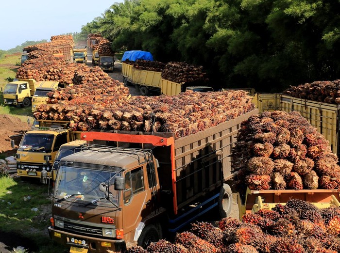 Sejumlah truk pengangkut Tanda Buah Segar (TBS) kelapa sawit mengantre untuk pembongkaran di salah satu pabrik minyak kelapa sawit milik PT.Karya Tanah Subur (KTS) Desa Padang Sikabu, Kaway XVI, Aceh Barat, Aceh, Selasa (17/5/2022). Harga jual Tanda Buah Segar (TBS) kelapa sawit tingkat petani sejak dua pekan terakhir mengalami penurunan dari Rp2.850 per kilogram menjadi Rp1.800 sampai Rp1.550 per kilogram, penurunan tersebut pascakebijakan pemeritah terkait larangan ekspor minyak mentah atau crude palm oil (CPO). ANTARA FOTO/Syifa Yulinnas/rwa.