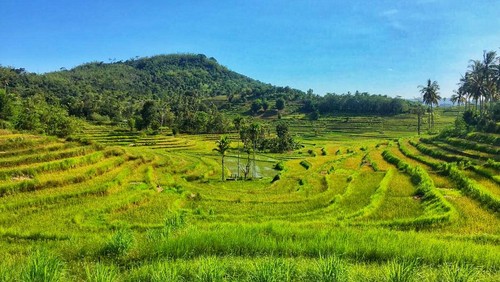 Pemandangan keindahan bentangan alam terasering di Desa Mareje Kecamatan Lembar Kabupaten Lombok Barat NTB yang memanjang mata wisatawan.