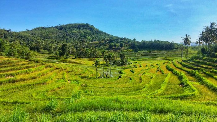 Pemandangan keindahan bentangan alam terasering di Desa Mareje Kecamatan Lembar Kabupaten Lombok Barat NTB yang memanjang mata wisatawan.