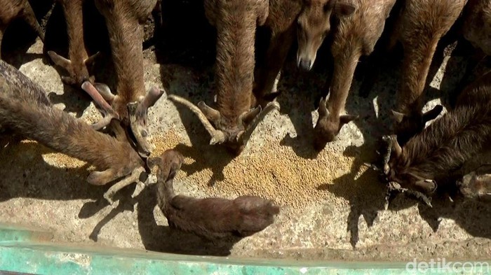 Pemberian vitamin dan penyemprotan desinfektan pada rusa di Serulingmas Zoo Banjarnegara, Selasa (17/5/2022).