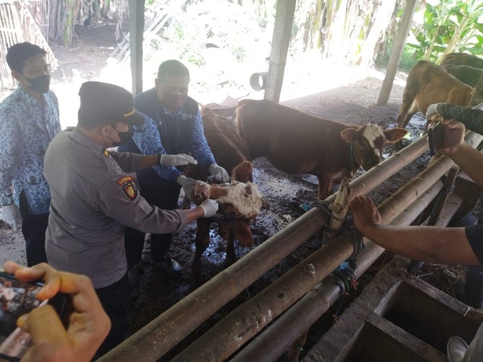 Pemeriksaan Sapi di Pasar Hewan