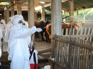 Penyakit Kuku dan Mulut Mewabah, Pemerintah Sebar Obat-obatan dan APD