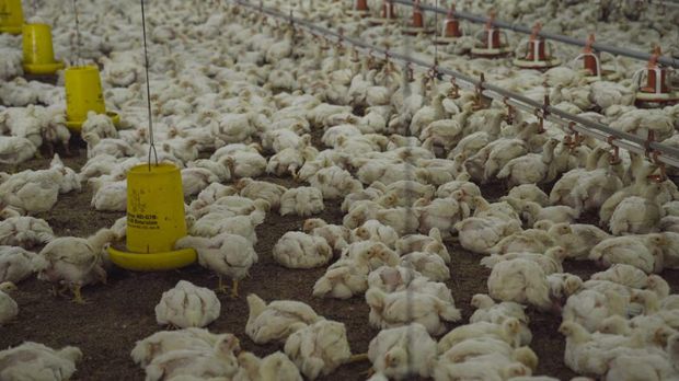 Peternakan Ayam di Cianjur yang Pasok ke McDonald's Indonesia