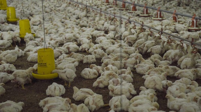 Peternakan Ayam di Cianjur yang Pasok ke McDonalds Indonesia